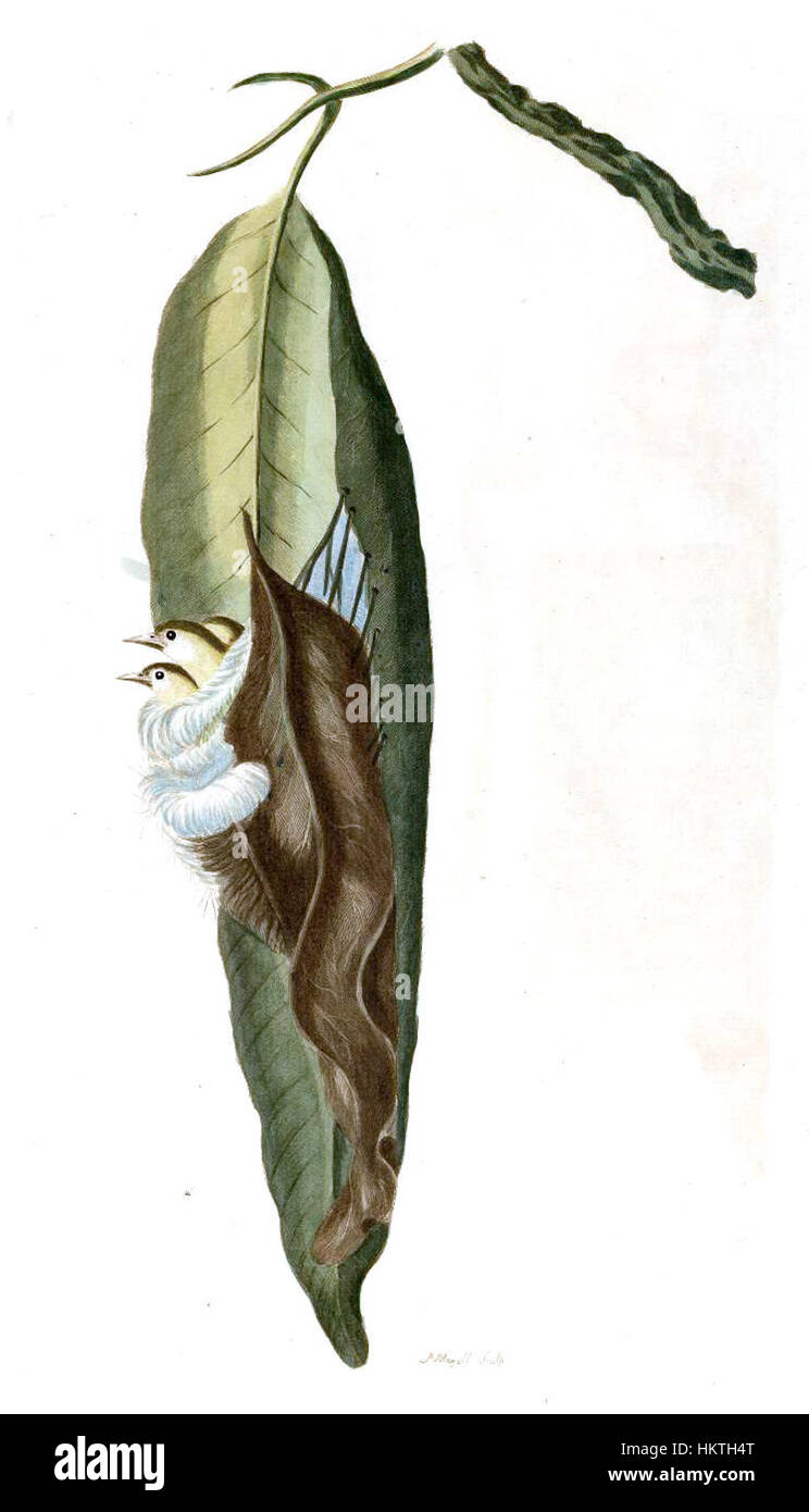 Forster Plate 8 ist eine detaillierte Abbildung aus einem historischen Buch, in dem wissenschaftliche oder botanische Studien gezeigt werden. Die Illustration ist Teil einer größeren Sammlung, die wissenschaftliche Entdeckungen und Studien aus dem 18. Jahrhundert dokumentiert. Stockfoto