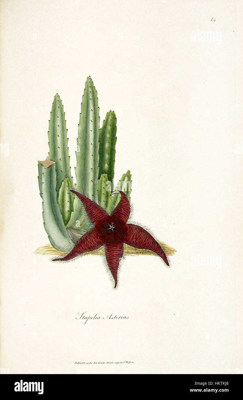 Eine historische botanische Illustration von Francis Masson, die eine Pflanzenart in detaillierter Form darstellt. Massons Werke trugen zur Erforschung der Botanik im 18. Jahrhundert bei und sind in der botanischen Geschichte von Bedeutung. Stockfoto