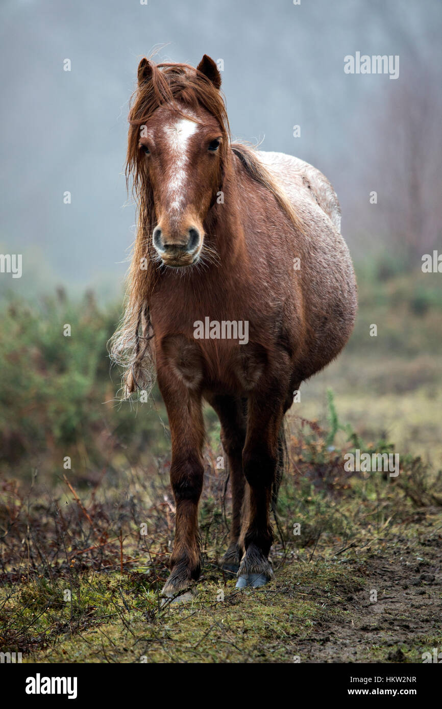 Flintshire, Wales, UK. 30. Januar 2017. Walisische Wildpferde daran gewöhnt, die feuchten Nebel in den Ausläufern des Wales in der Nähe des Dorfes Lixwm. Die Ponys wurden in das Gebiet, das ein SSSI weiterhin das Wachstum der Vegetation in der Gegend um wilde Orchideen und andere schützende Arten zu Flurish Kredit zu ermöglichen: DGDImages/Alamy Live News Stockfoto