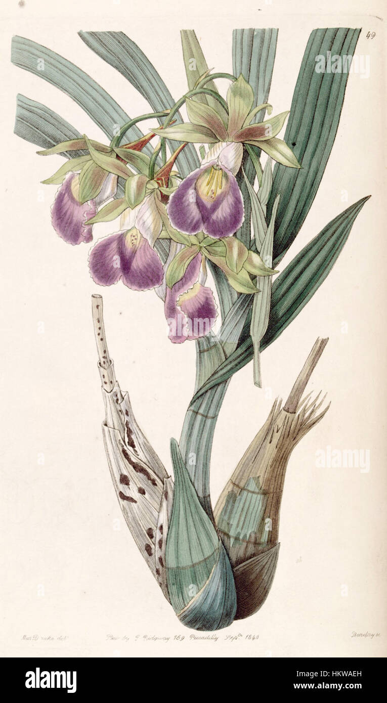 Eine botanische Illustration von Galeandra baueri aus dem Jahr 1840, dargestellt in Edwards' Band 26, Platte 49. Dieser detailreiche Druck zeigt die Orchideenarten und hebt das komplizierte Design und die wissenschaftliche Genauigkeit der frühen botanischen Kunst hervor. Stockfoto