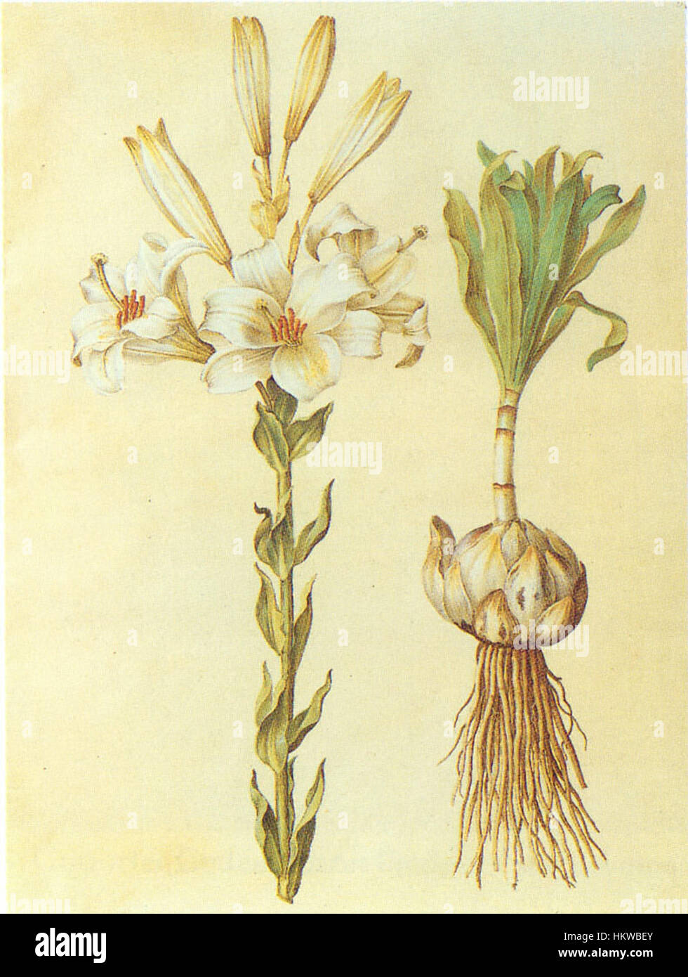 Dieses botanische Gemälde zeigt das Lilium candidum, allgemein bekannt als Madonnenlilie. Der Künstler fängt die Eleganz und Reinheit dieser klassischen Blume in atemberaubendem Detail ein. Stockfoto