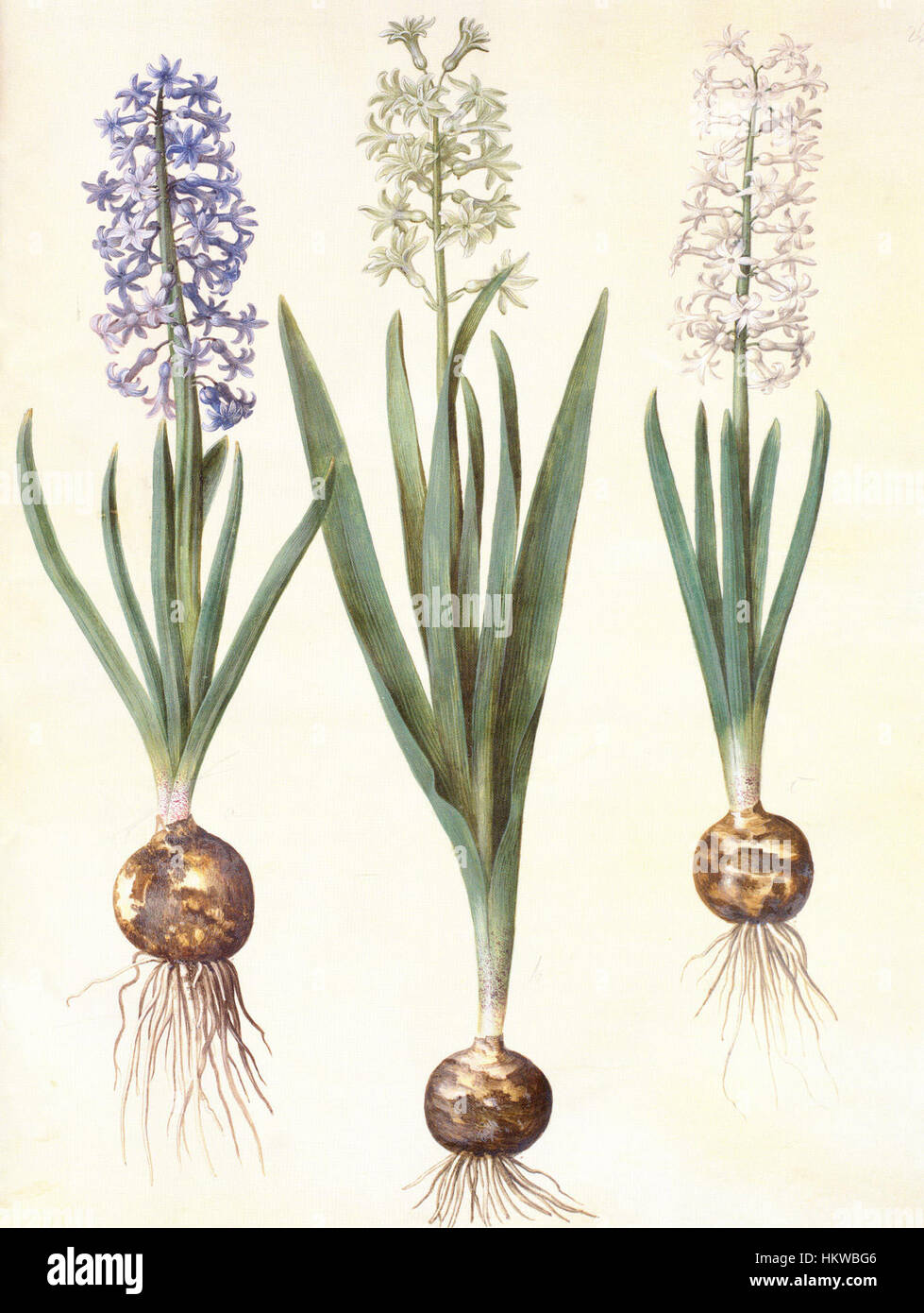 Dieses Kunstwerk zeigt die Hyacinthos orientalis, die auch als östliche Hyazinthe bekannt ist. Die Blume ist mit feinen Details dargestellt und repräsentiert ihre lebendigen Farben und zarten Blütenblätter in der botanischen Kunst. Stockfoto