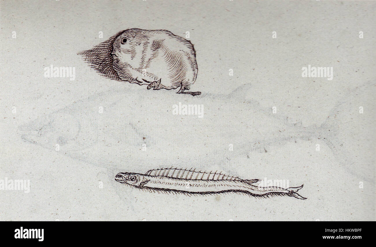 Dieses Gemälde aus dem frühen 17. Jahrhundert zeigt Meereslebewesen, darunter den Mola Mola (Sonnenfisch) und die Gempylus Serpens (Schlangenmakrele). Zwischen 1601 und 1603 entstanden, zeigt es die detaillierte Darstellung von Meeresarten, die charakteristisch für die wissenschaftliche Kunst des niederländischen Goldenen Zeitalters sind. Stockfoto