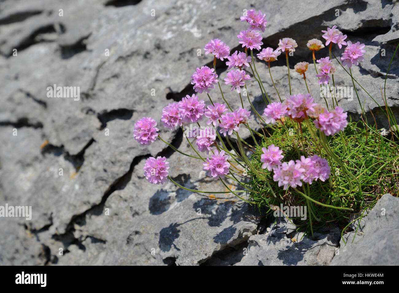 Blumen wachsen auf die felsige Landschaft des Burren an der West Küste von Irland Stockfoto