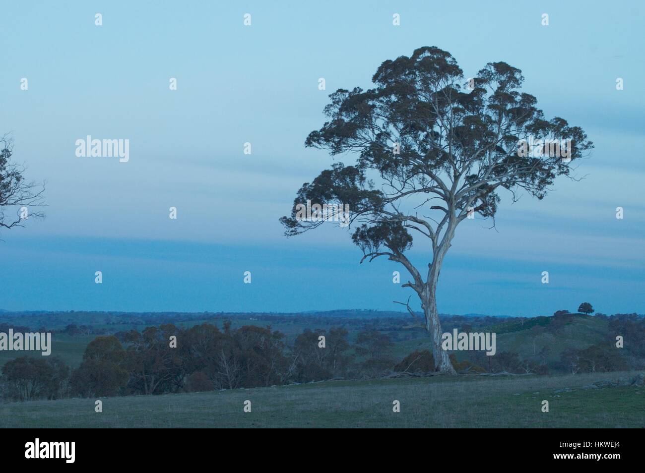 Australische Landschaft und Baum. Stockfoto