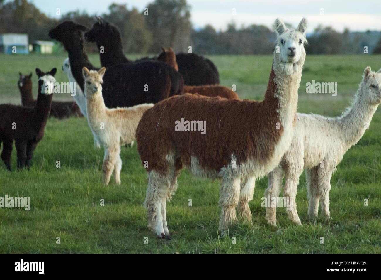 Lamas auf Bauernhof. Stockfoto