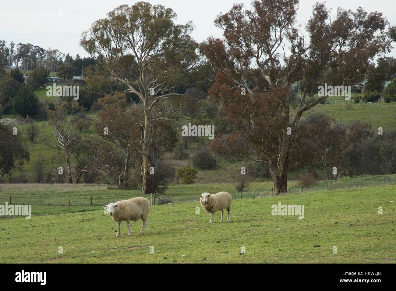 Australische Landschaft und Schafe grasen. Stockfoto