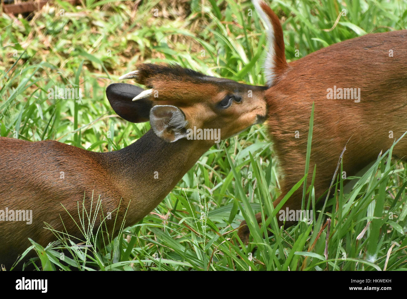 Der indische Muntjak (Muntiacus Muntjak) Stockfoto