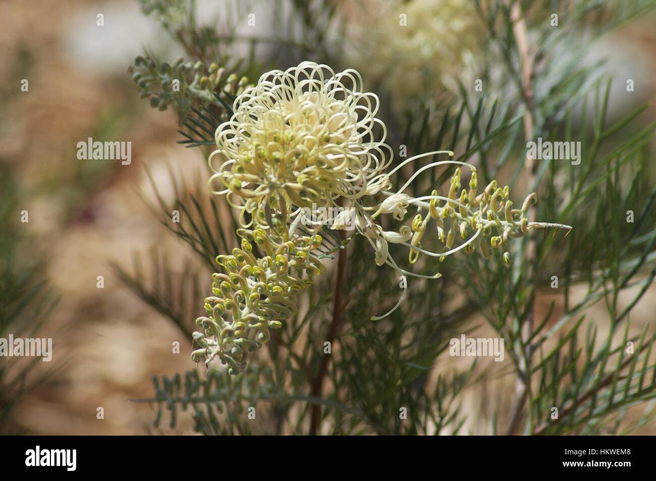 Australischen einheimischen Blumen Stockfoto