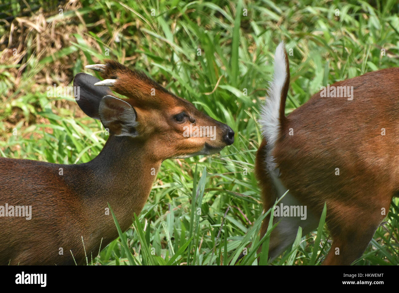 Der indische Muntjak (Muntiacus Muntjak) Stockfoto