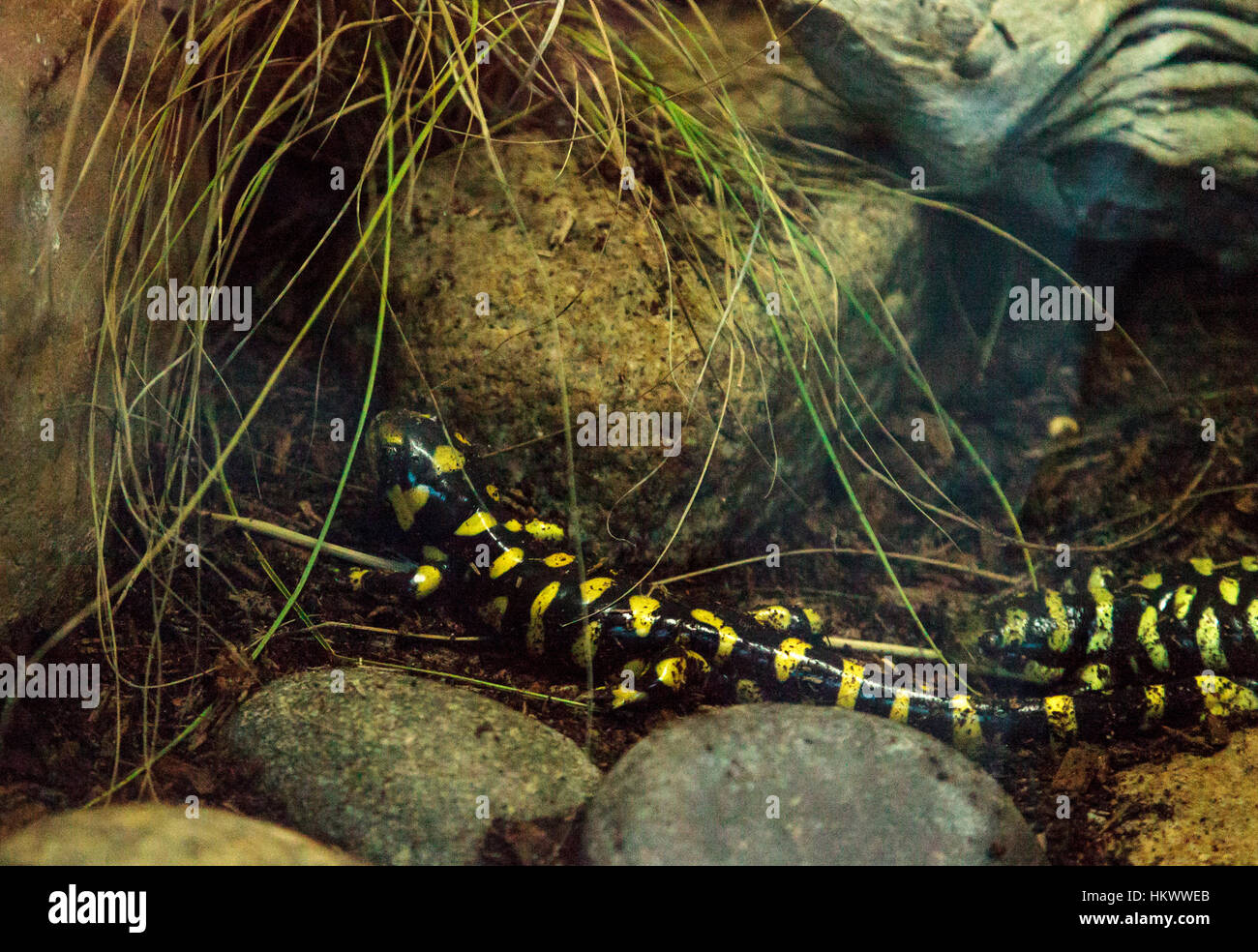 Tiger Salamander, Z.B. Tigrinum, in einem Terrarium Lebensraum mit Wasser. Stockfoto