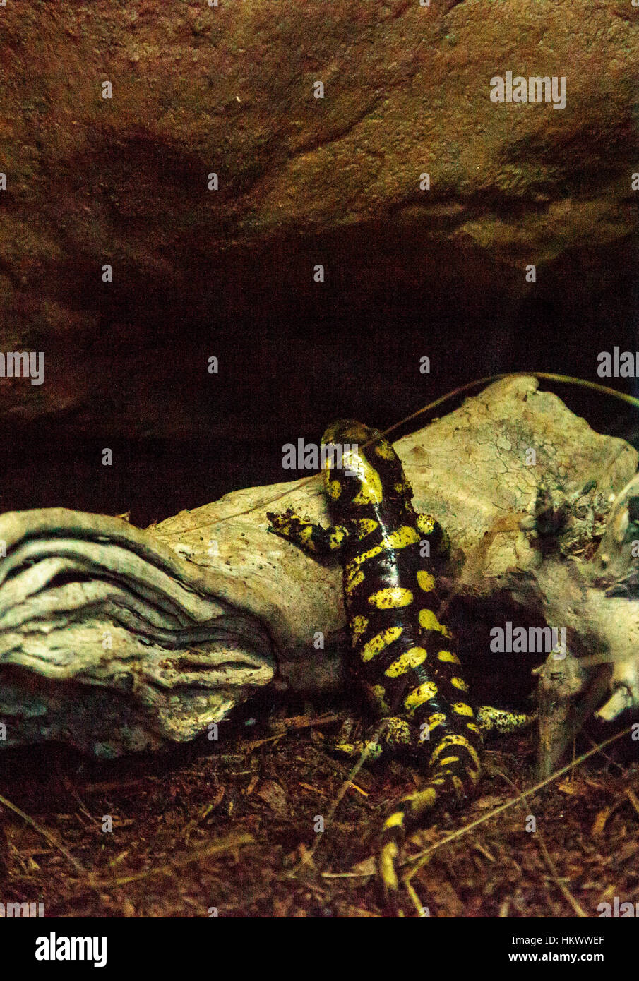 Tiger Salamander, Z.B. Tigrinum, in einem Terrarium Lebensraum mit Wasser. Stockfoto