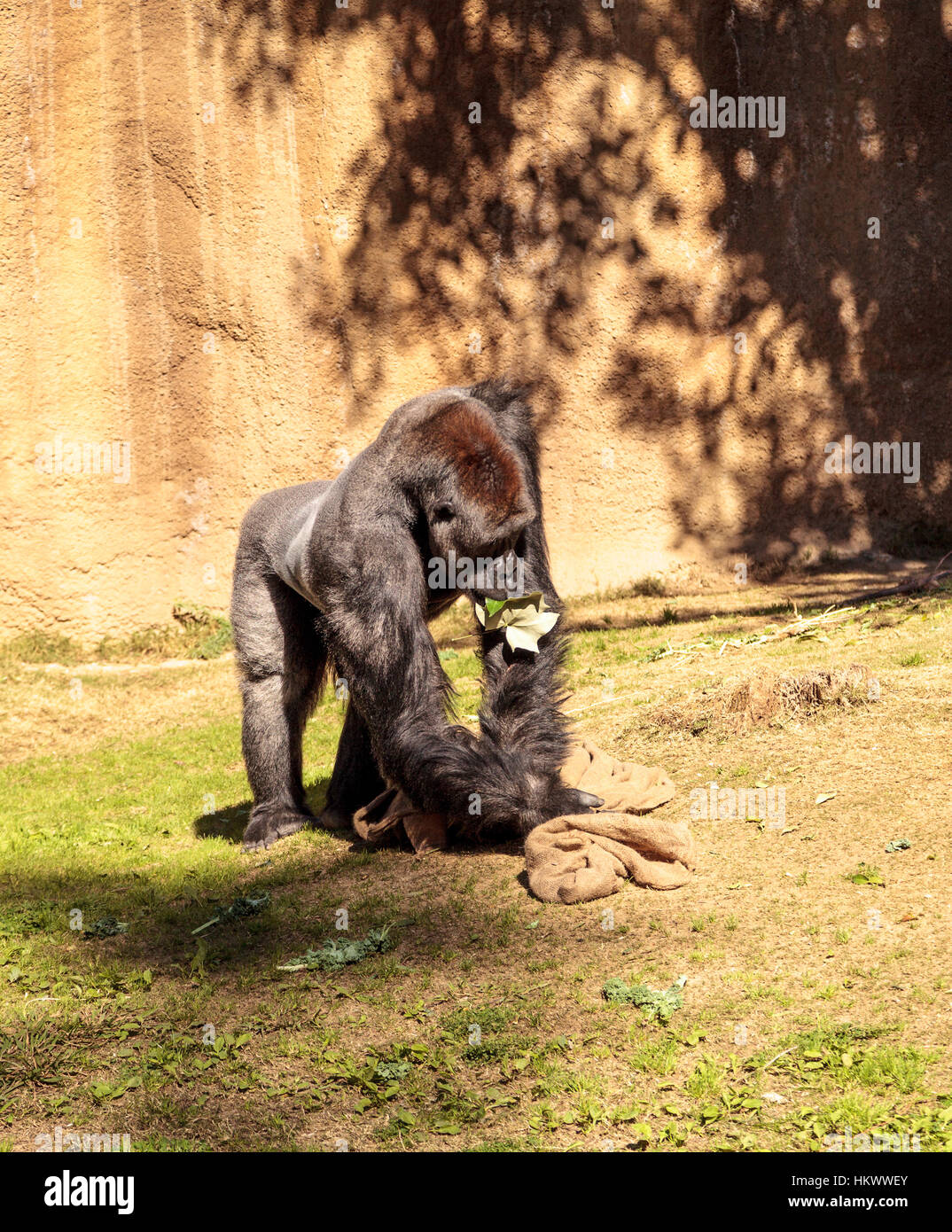 Flachlandgorilla findet sich in Wäldern und Tiefland Sümpfen in Afrika Stockfoto