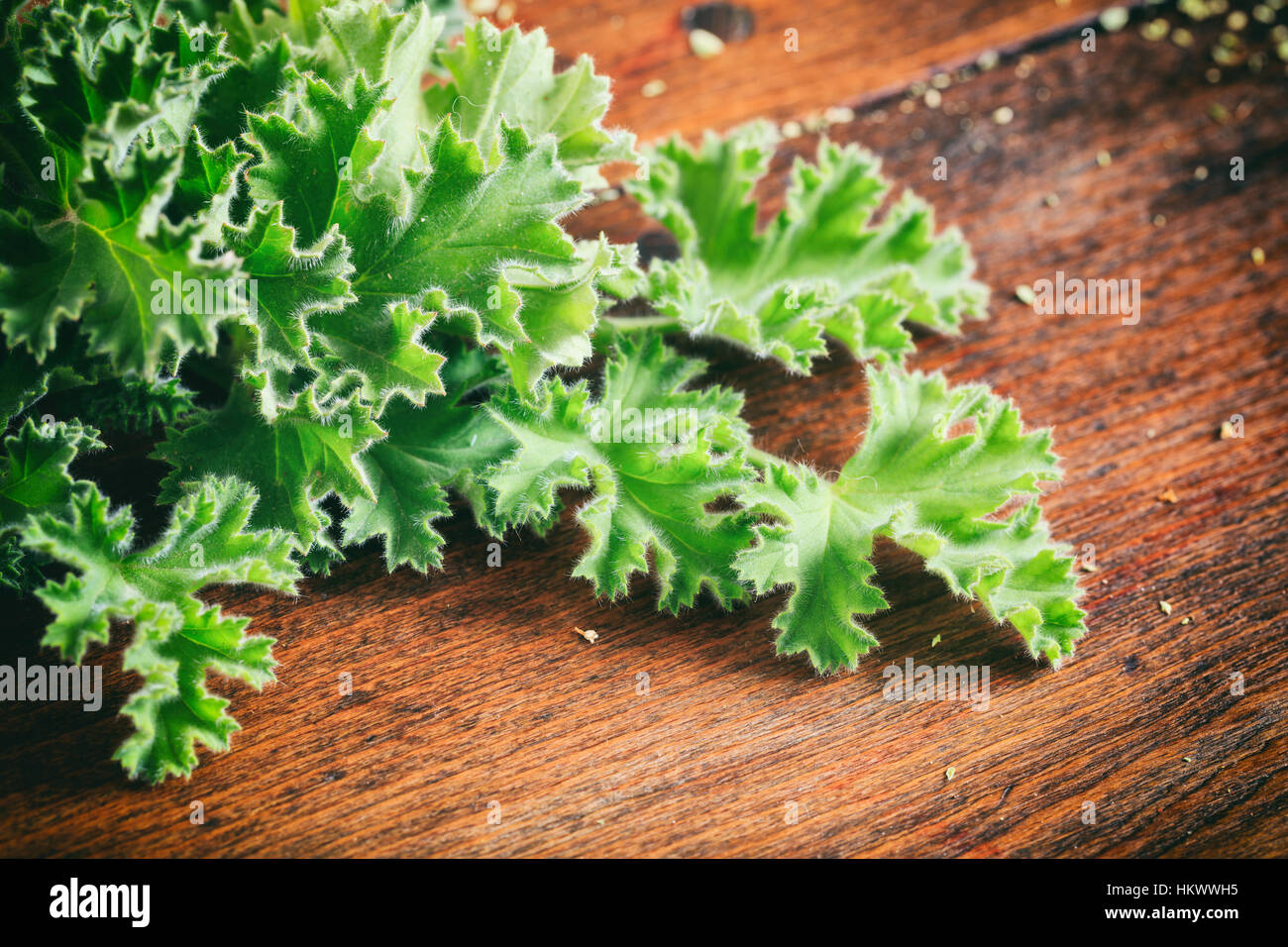 Frische Citronella Pflanze Blättern auf hölzernen Hintergrund Stockfoto