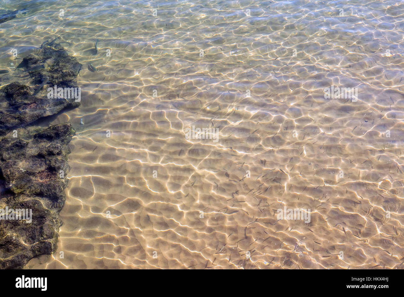 Schule der Fische schwimmen am Rand des Ozeans in einem Strand tagsüber sehr hell. Stockfoto