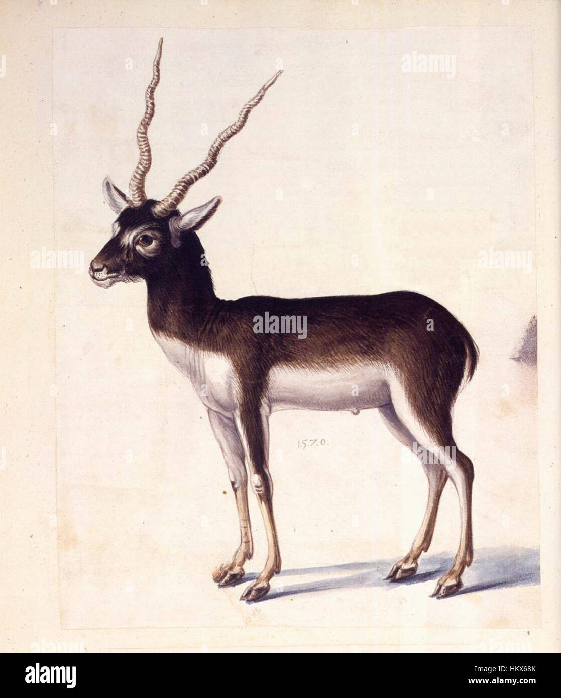 Giuseppe Arcimboldos „Blackbuck“ ist Teil seiner berühmten Serie von Porträts aus Obst, Gemüse und anderen Naturobjekten. Das Gemälde repräsentiert die Mischung aus Natur und menschlicher Form und zeigt den einzigartigen künstlerischen Stil von Arcimboldo. Stockfoto