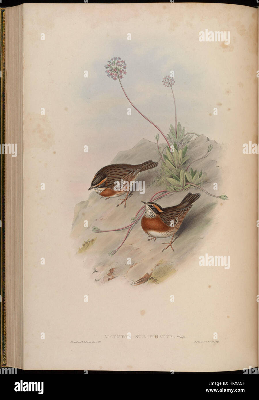 Ein Kunstwerk, das verschiedene Vogelarten aus Asien darstellt, in einem historischen und künstlerischen Stil erfasst. Das Bild zeigt die komplizierten Details von Vögeln in ihrem natürlichen Lebensraum und verbindet klassische Kunsttechniken mit feinen Details. Stockfoto
