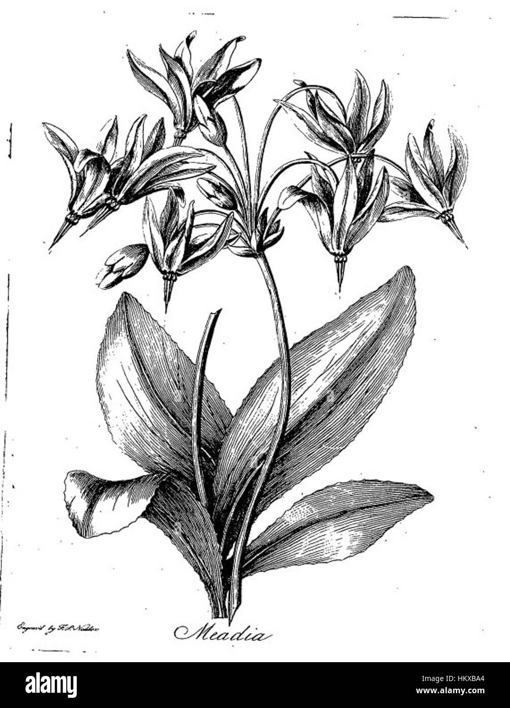 *Botanic Garden Media* ist ein botanisches Gemälde, das eine vielfältige Sammlung von Pflanzen und Flora zeigt. Die Technik des Künstlers betont die Farbintensität und die natürliche Schönheit der Gartenanlage. Stockfoto