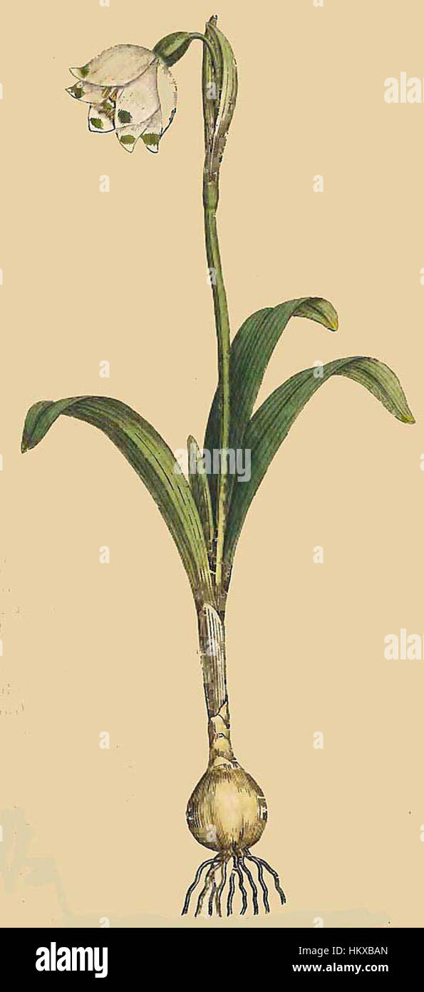 „BotMag2(46)“ ist eine botanische Illustration, die eine genaue Darstellung von Pflanzenarten mit detailliertem künstlerischem Ausdruck und wissenschaftlicher Präzision darstellt. Stockfoto