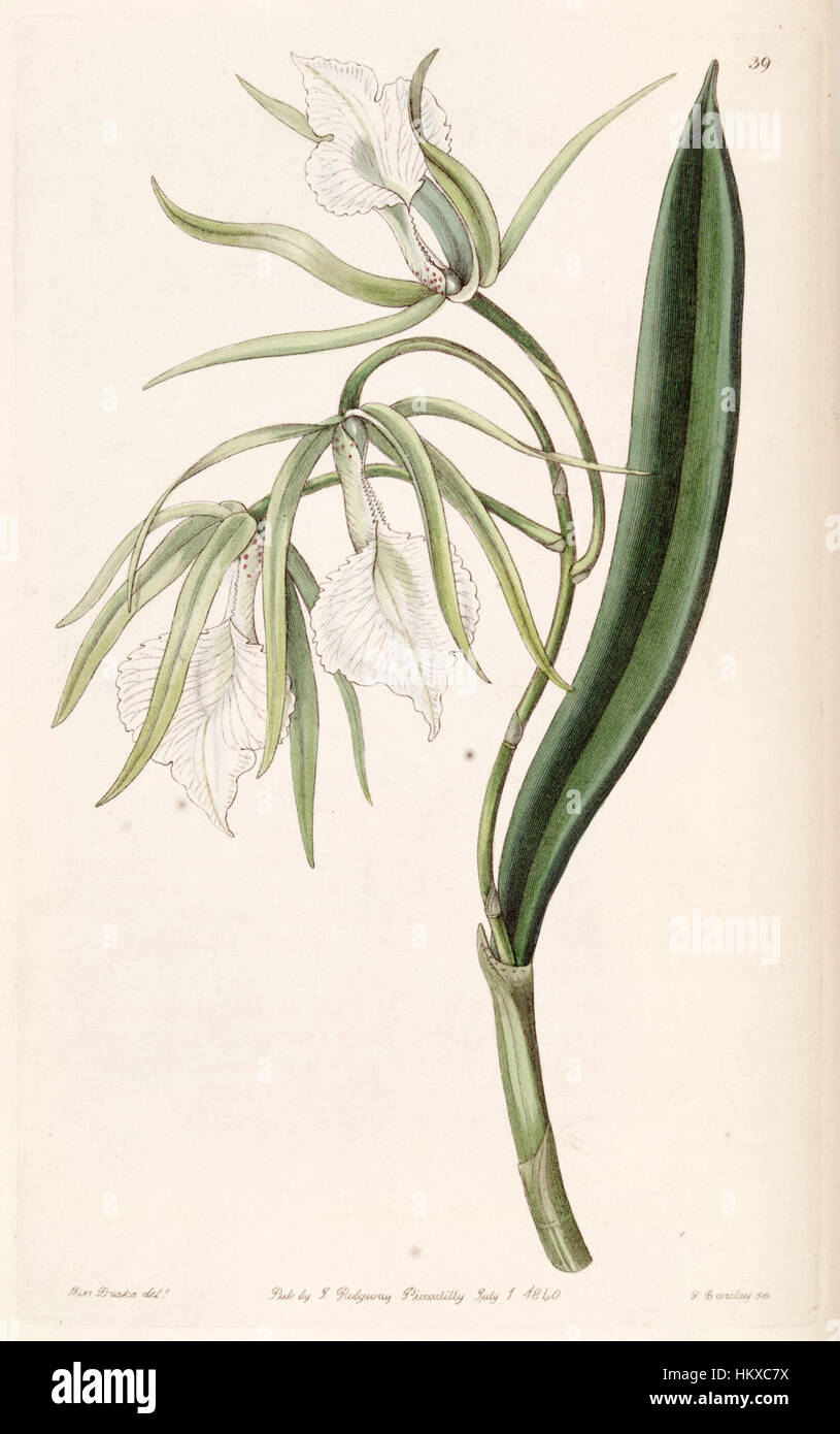 Diese botanische Illustration aus Edwards „Botanik“ zeigt Brassavola venosa, eine Orchideenart. Die Illustration aus dem Jahr 1840 zeigt die zarten und komplizierten Details der Blume und hebt ihre einzigartige Struktur und Schönheit hervor. Stockfoto