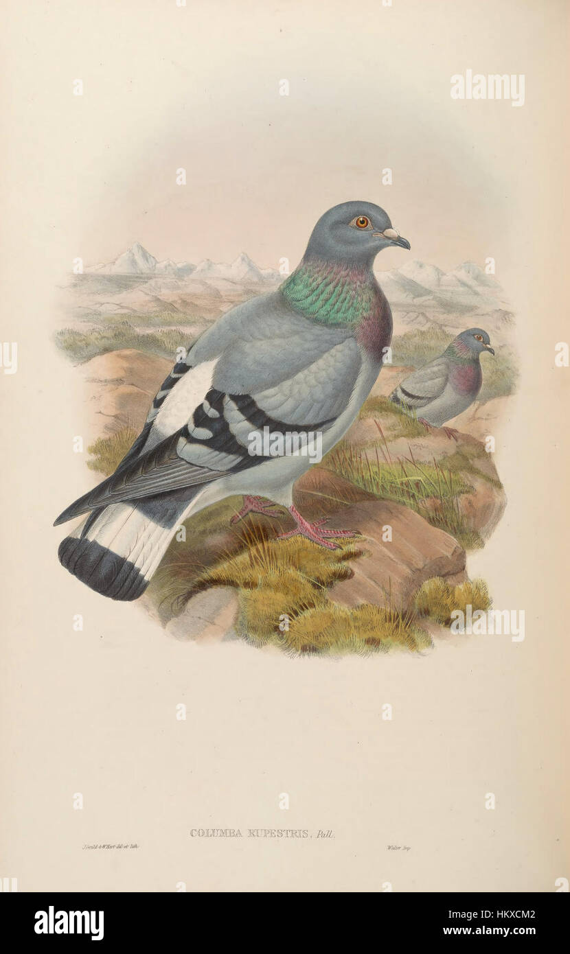 Dieses Kunstwerk aus der Vogelsammlung Asiens zeigt eine detaillierte Illustration einer asiatischen Vogelart. Es zeigt die Schönheit und Vielfalt des Vogellebens in der Region. Stockfoto