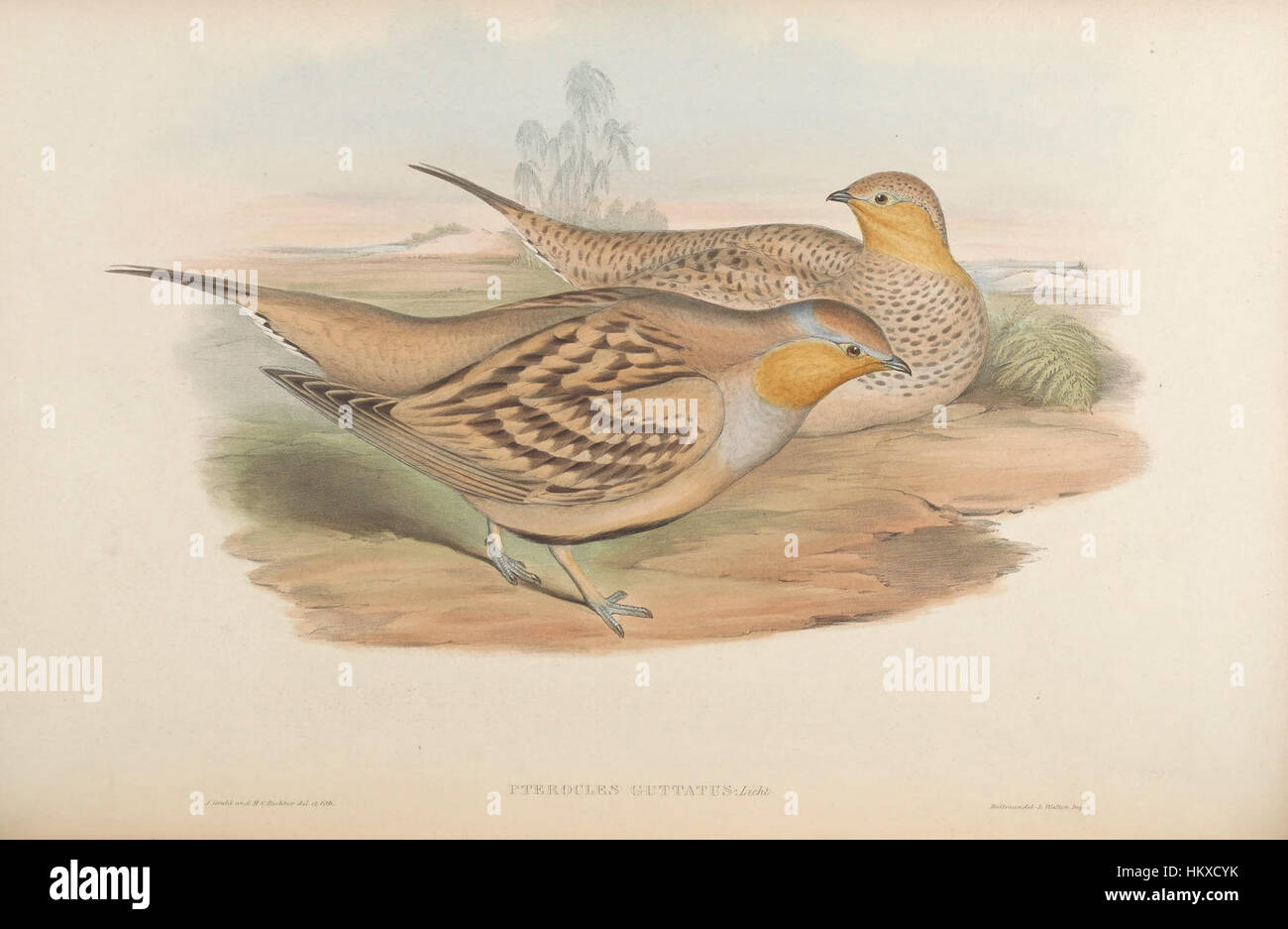 Ein Gemälde, das Vögel aus Asien zeigt, die lebendige Farben und komplizierte Details einfangen. Das Kunstwerk konzentriert sich auf Vogelarten, die auf dem asiatischen Kontinent zu finden sind. Stockfoto