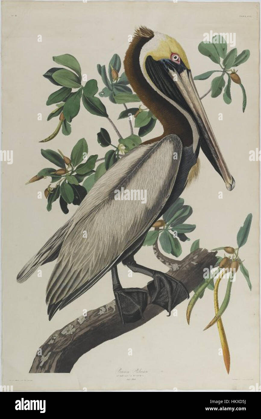 Brooklyn Museum - braune Pelikan - John J. Audubon Stockfoto