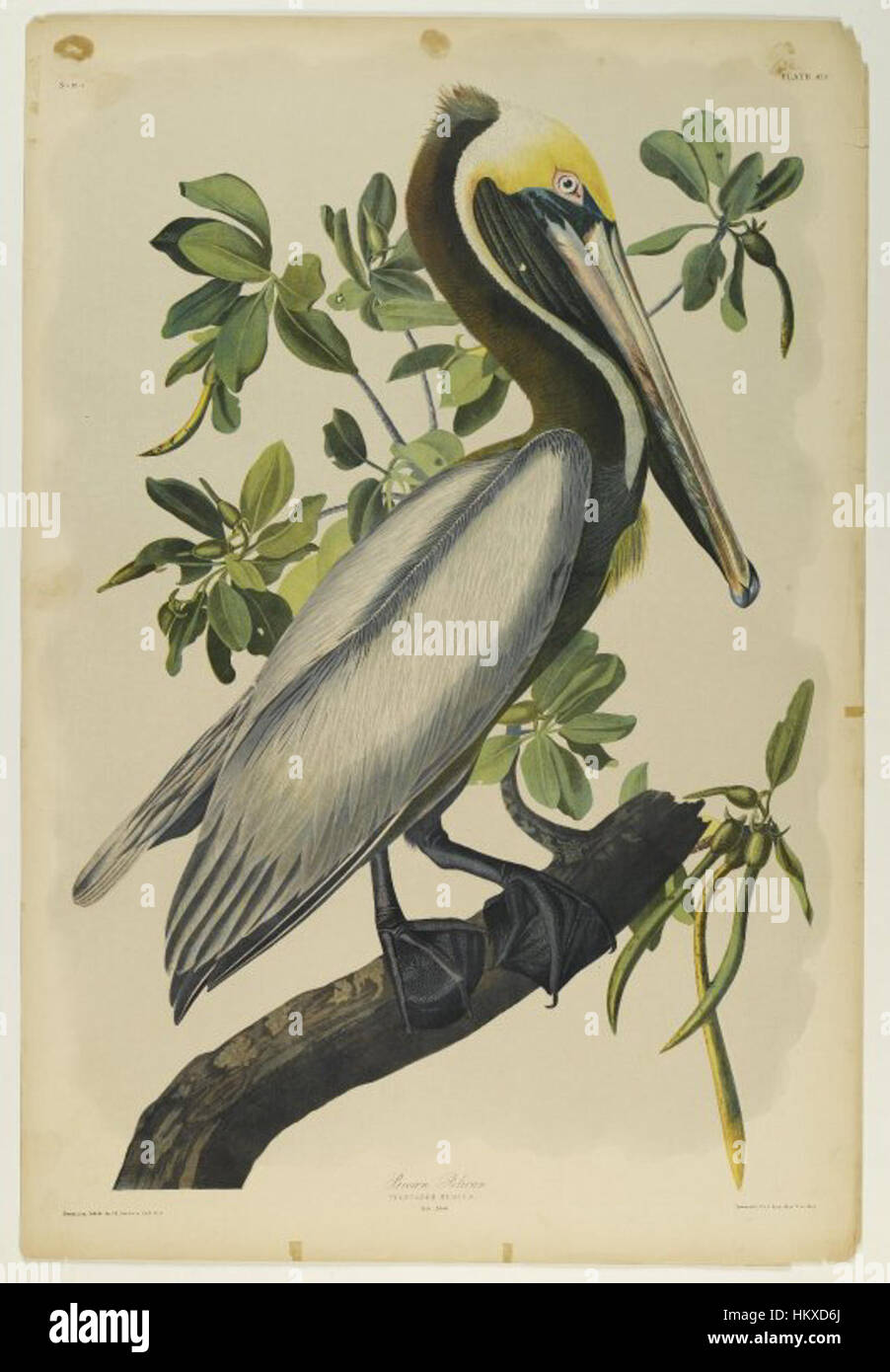 Brooklyn Museum - braune Pelikan - John J. Audubon - 2 Stockfoto