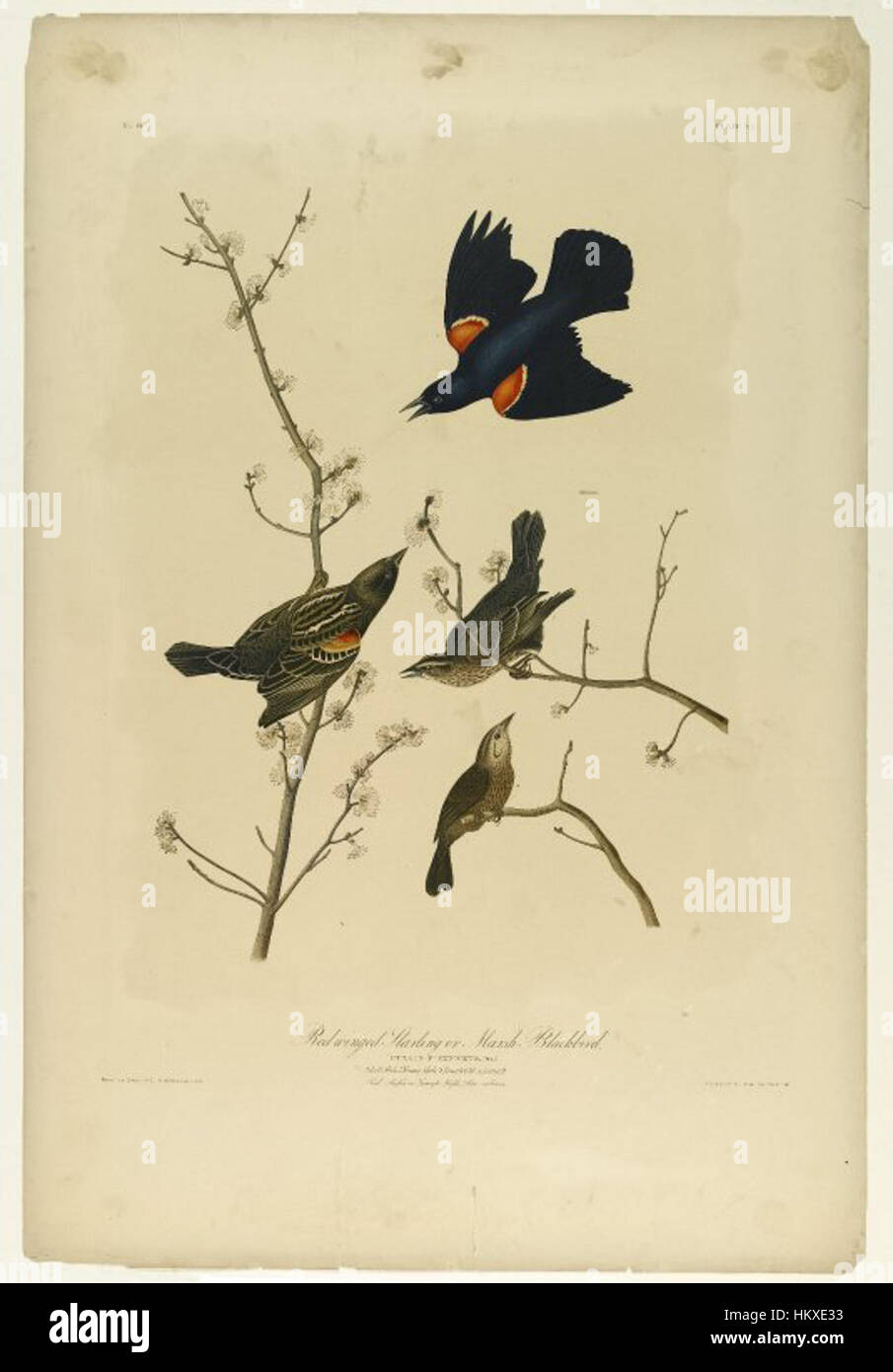 Ein Gemälde des Rotflügels, oder Marsh Blackbird, von John J. Audubon. Die Arbeit spiegelt Audubons Liebe zum Detail bei der Erfassung nordamerikanischer Vogelarten wider. Stockfoto