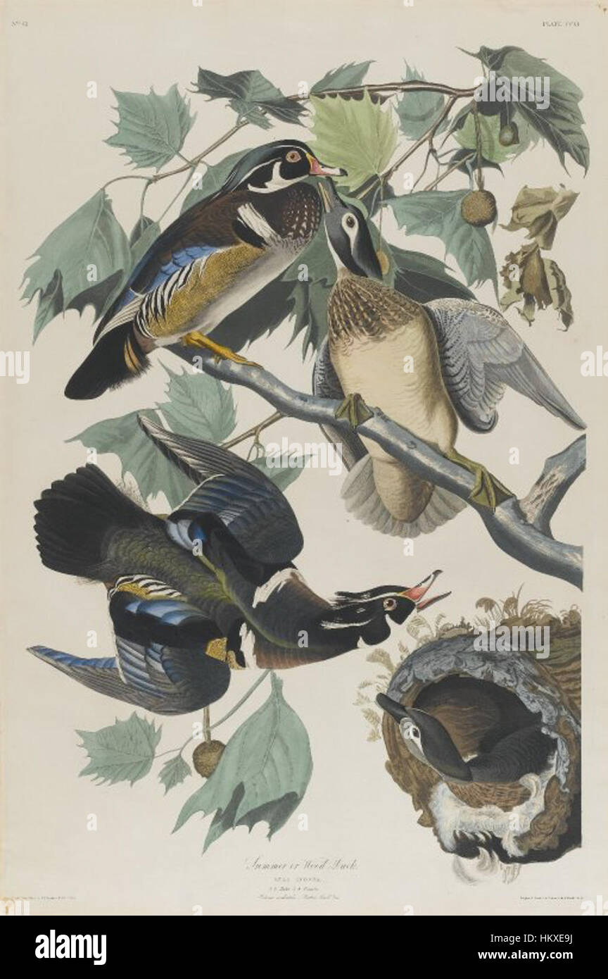 Ein detailliertes Gemälde von John J. Audubon von einer Sommer- oder Holzente. Das Stück fängt das lebendige Gefieder und den natürlichen Lebensraum des Vogels ein und trägt damit zu Audubons Erforschung der amerikanischen Tierwelt im frühen 19. Jahrhundert bei. Stockfoto