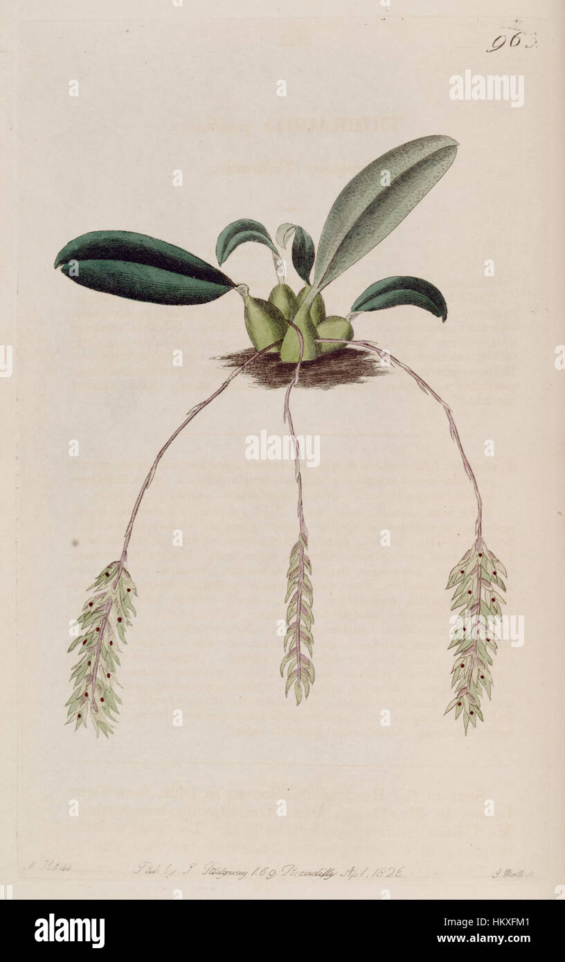 *Bulbophyllum pendulum*, ursprünglich als *Tribrachia pendula* klassifiziert, ist eine Orchideenart, die im *Botanical Register* von 1826 dargestellt wird. Diese Abbildung zeigt die charakteristischen hängenden Blüten, ein einzigartiges Merkmal der Art in der Orchideenfamilie. Stockfoto