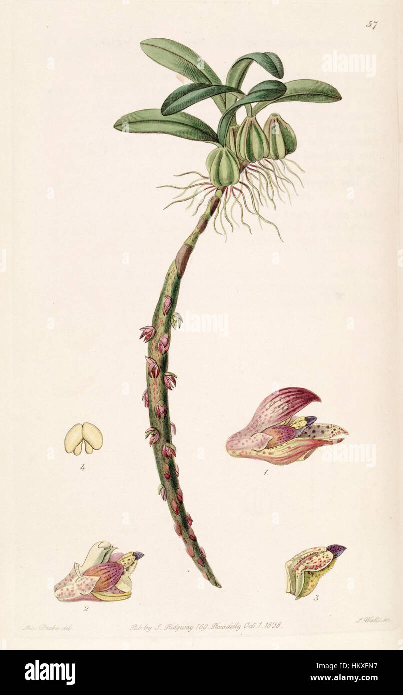 Diese botanische Illustration aus dem Edwards' Botanical Register zeigt Bulbophyllum bracteolatum, eine Orchideenart, mit detaillierter Darstellung der charakteristischen Blüten der Pflanze. Stockfoto