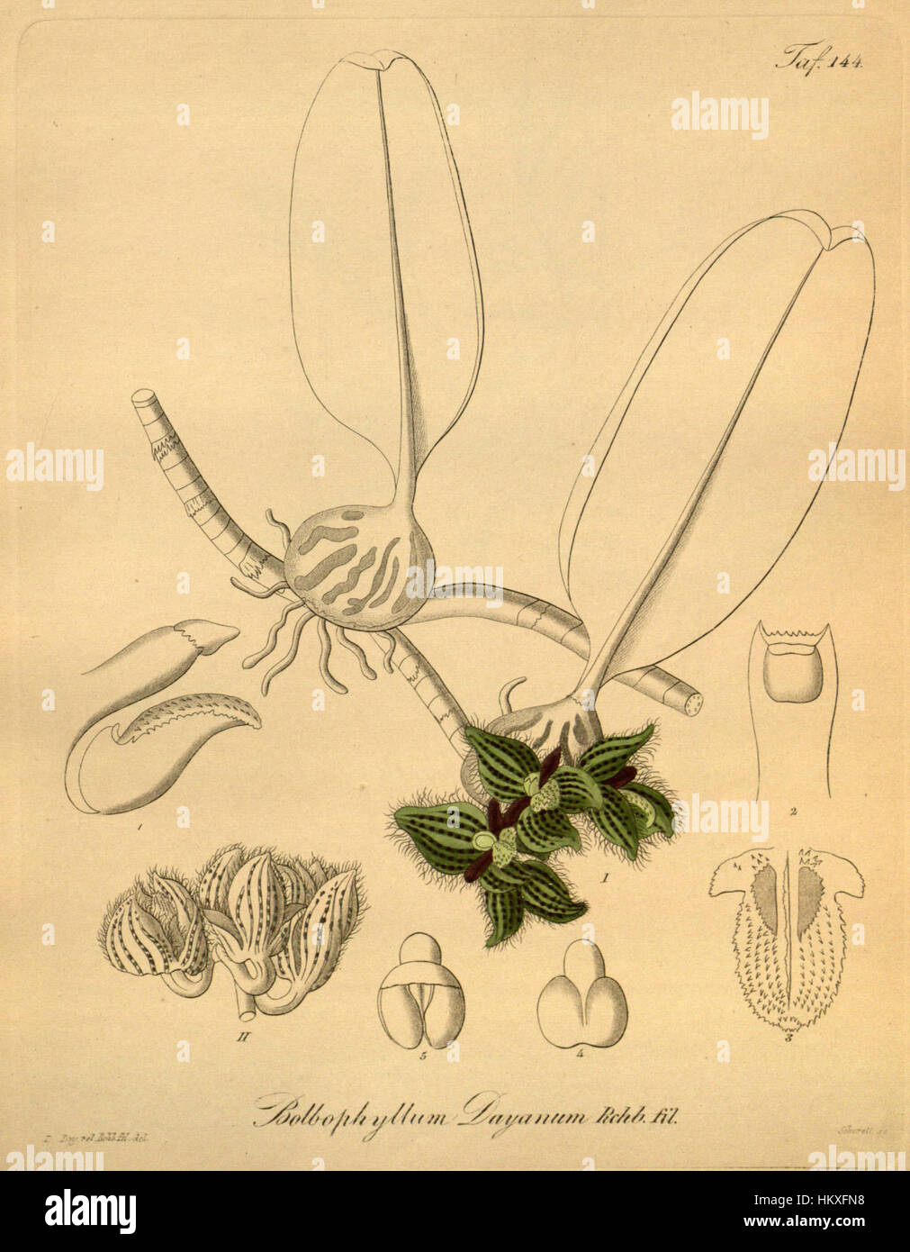 Diese botanische Illustration aus Xenia 2, Platte 144, zeigt die Orchideenart Bulbophyllum dayanum und zeigt ihre komplizierten Details und die natürliche Schönheit, die typisch für die botanische Kunst des 19. Jahrhunderts ist. Stockfoto