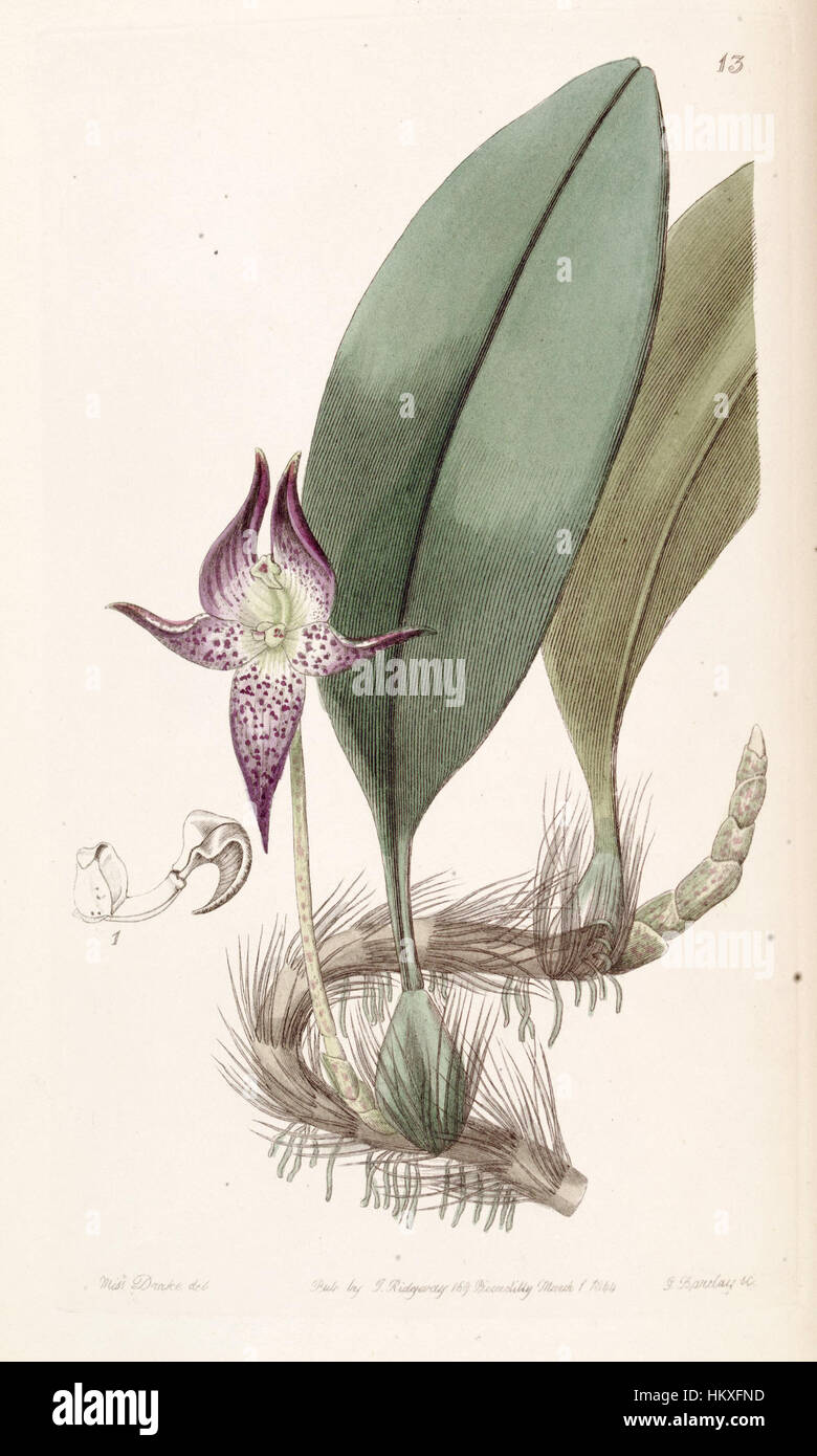 „Bulbophyllum macranthum“ ist eine botanische Illustration aus dem „Edwards's Botanical Register“, die detaillierte Merkmale dieser Orchideenart zeigt. Das Kunstwerk wurde 1844 geschaffen und spiegelt die zarte und komplizierte Natur der Blume wider. Stockfoto