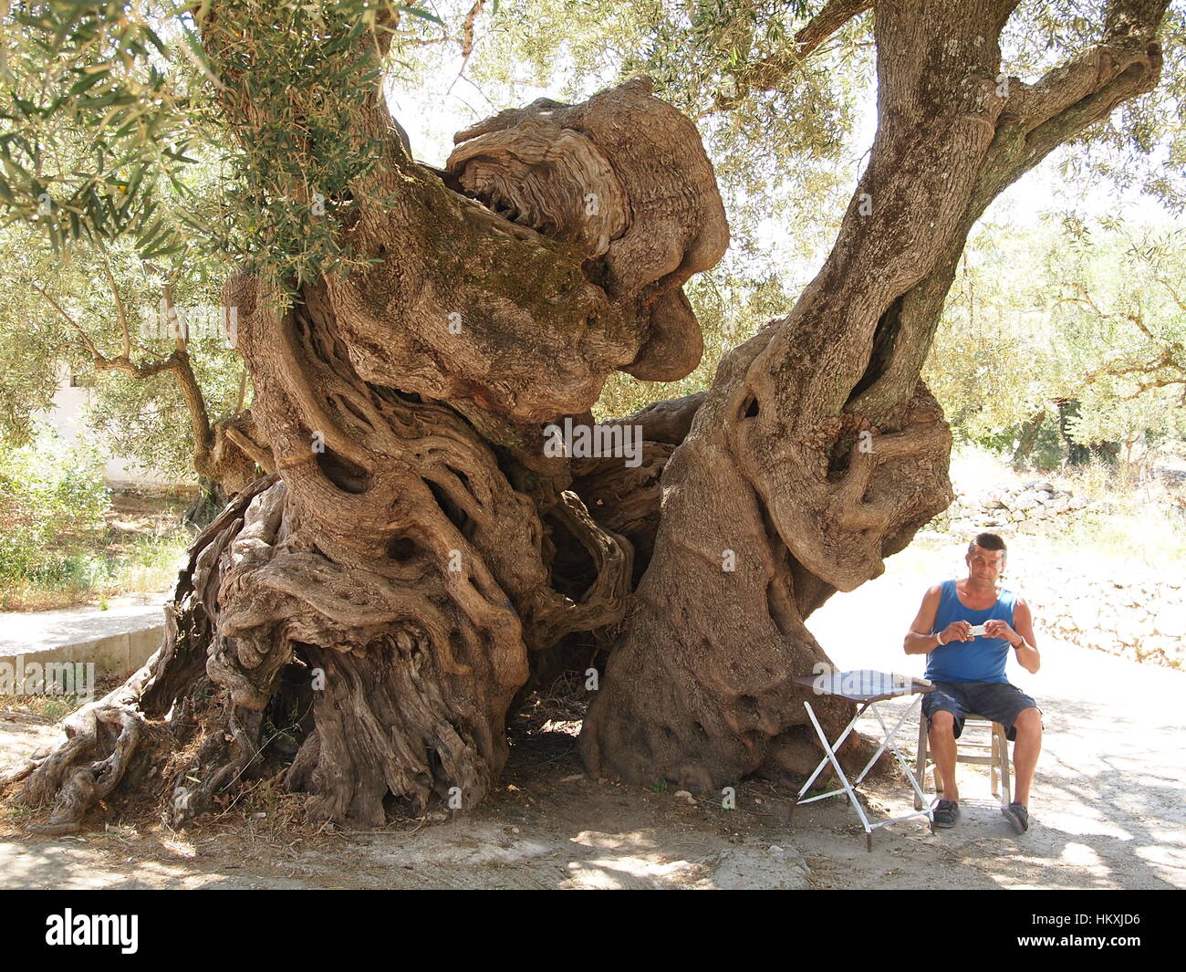Angeblich ist ein Olivenbaum in Kalamaki auf Zakynthos Insel in  Griechenland die lteste Olivenbaum der Welt. Sehr interessant, mit groen  Kofferraum Stockfotografie - Alamy