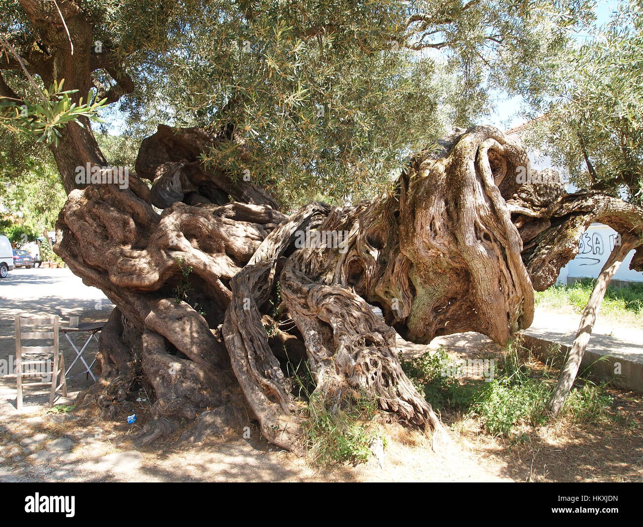 ltester olivenbaum der welt -Fotos und -Bildmaterial in hoher Auflsung   Alamy