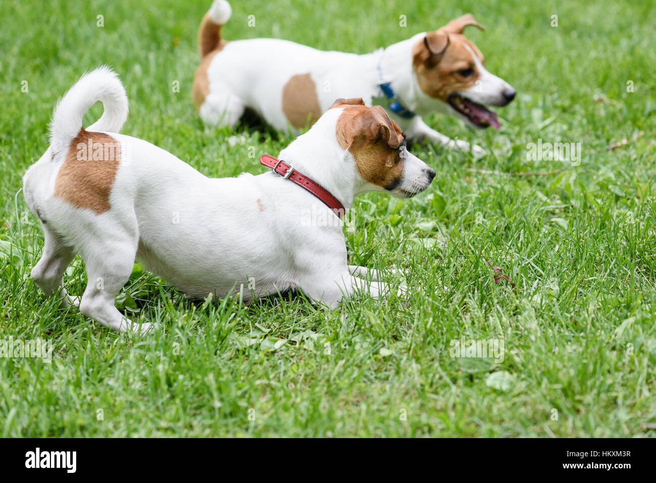 Zwei folgsame Hunde liegen auf dem Rasen von Handler-Befehl Stockfoto
