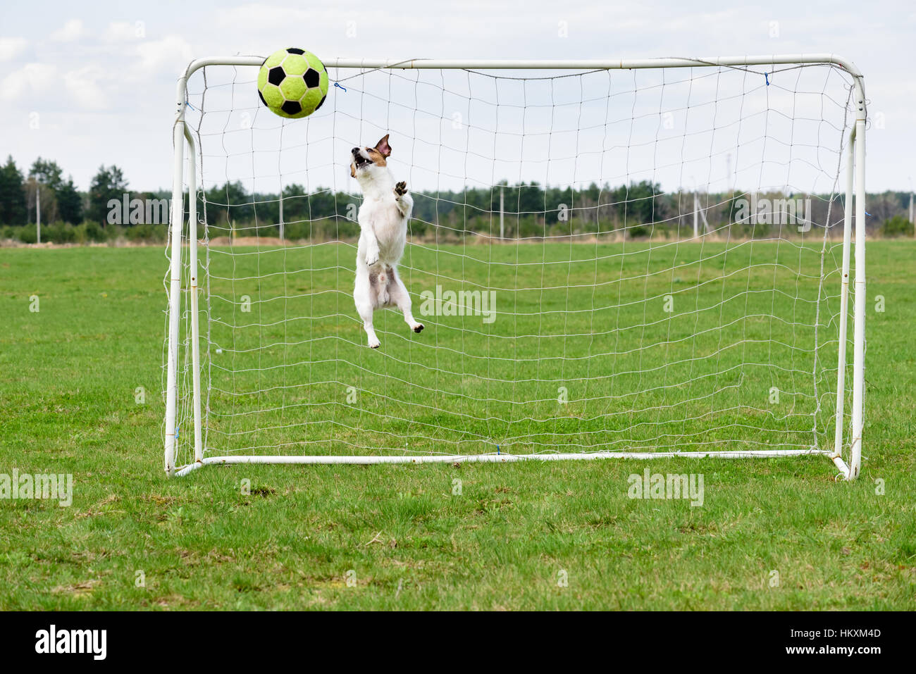 Lustige FußballTorwart hält Kick ins Tor im Hochsprung Stockfotografie