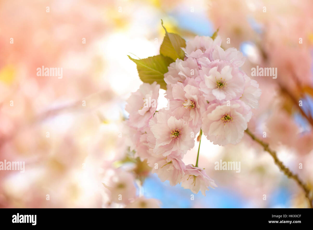 Die zarte weiche rosa Blüte Blüten der japanischen Zierkirsche Baum Prunus Sakura, gegen einen blauen Himmel Stockfoto