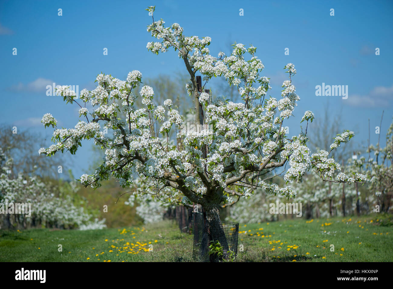 Bergamotte Bergamote d'Esperen Birnbaum in Blüte mit weichen weißen Frühling Blüte, Aufnahme vor blauem Himmel Stockfoto