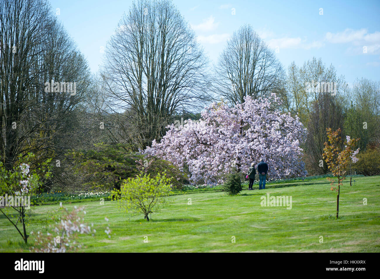 Japanische Zierkirsche Prunus 'Matsumae-Fuki' Baum auch bekannt als Prunus 'Chocolate Ice', Aufnahme vor einem blauen Himmel. Stockfoto