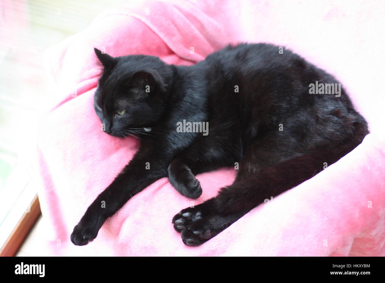 Schwarze Katze, liegend auf einer weichen Decke faul Konzept, entspannt Stockfoto Schwarze Katze, liegend auf einer weichen Decke faul Konzept, entspannt Stockfoto