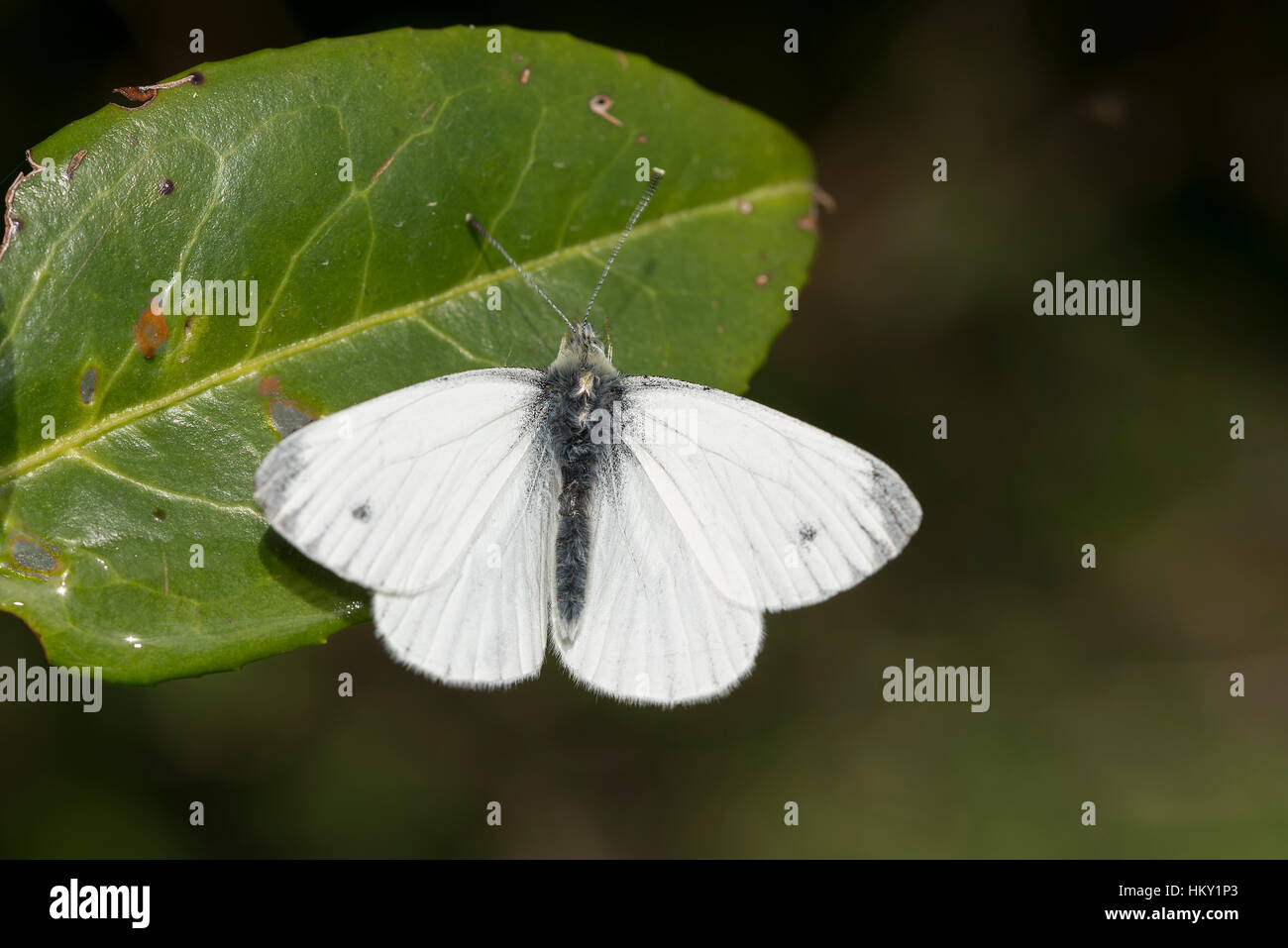 Grün-veined weiß Schmetterling, Pieris Napi, sonnen sich auf Blatt mit offenen Flügeln Stockfoto