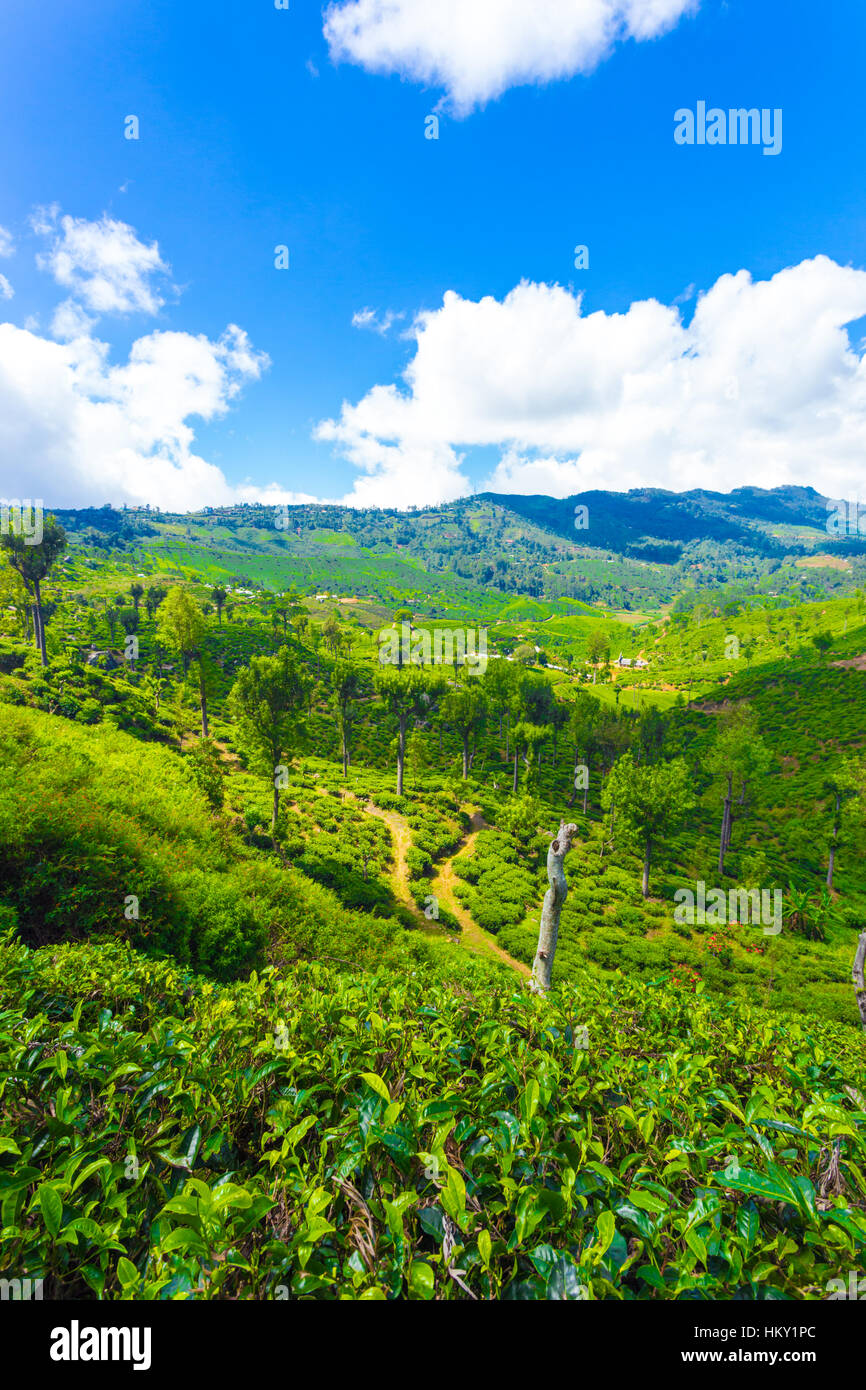 Überblick über die malerische Landschaft grüner Tee Plantage Immobilien Tal und die umliegenden Berge rund um ordentlich gepflegten Tee Stockfoto