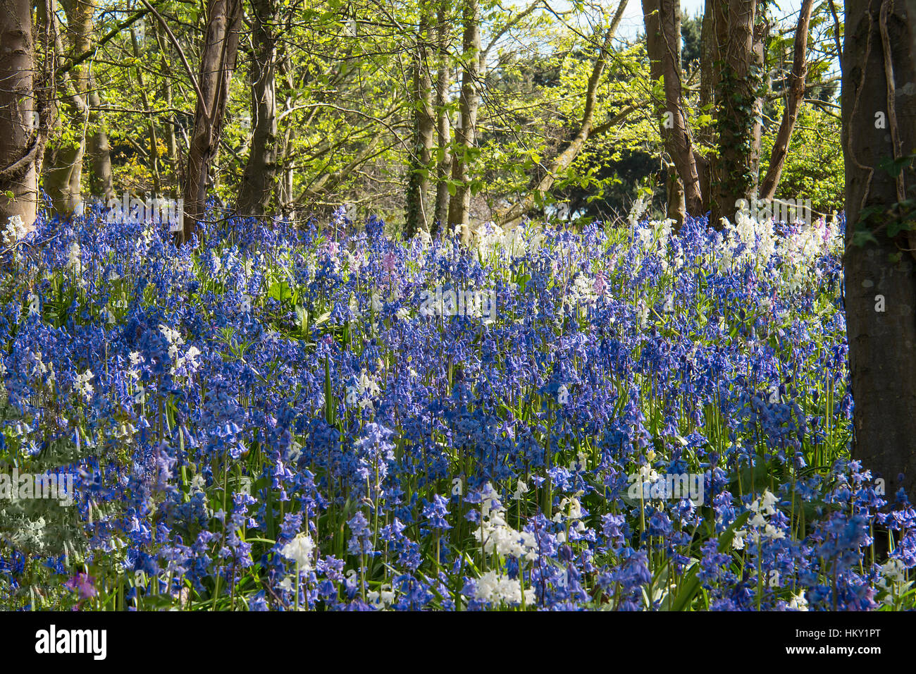 Teppich aus Glockenblumen unter Bäumen im Frühling mit Sonnenstrahlen auf den Blumen Stockfoto