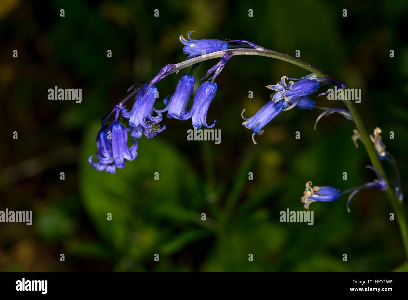 Einzigen Stamm der englische Bluebell Blumen, Hyacinthoides non-Scripta, auf grünem Hintergrund jedoch unscharf Stockfoto