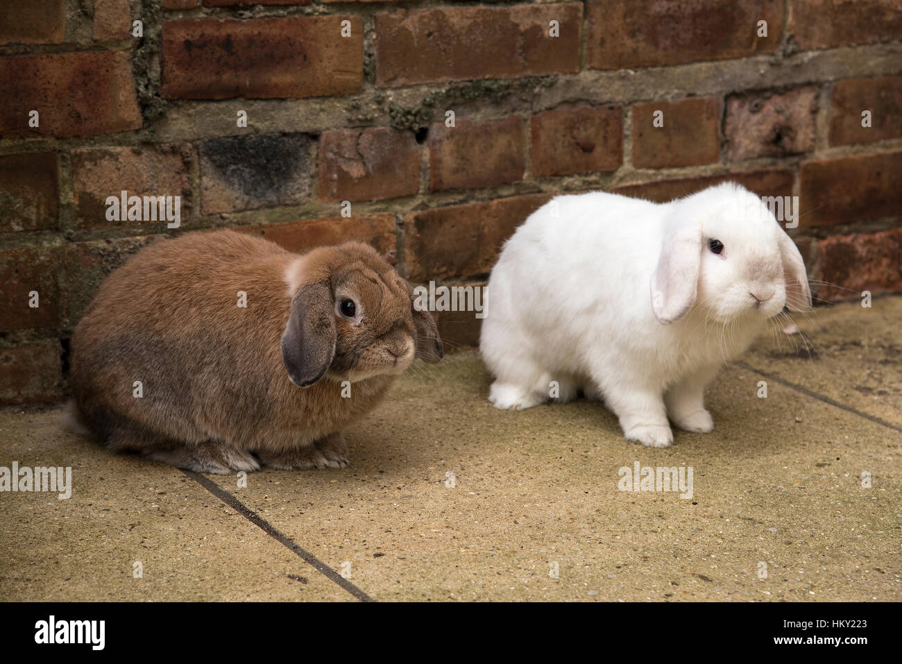 Braune männliche und weiße weibliche Mini lop eared Hasen Stockfoto