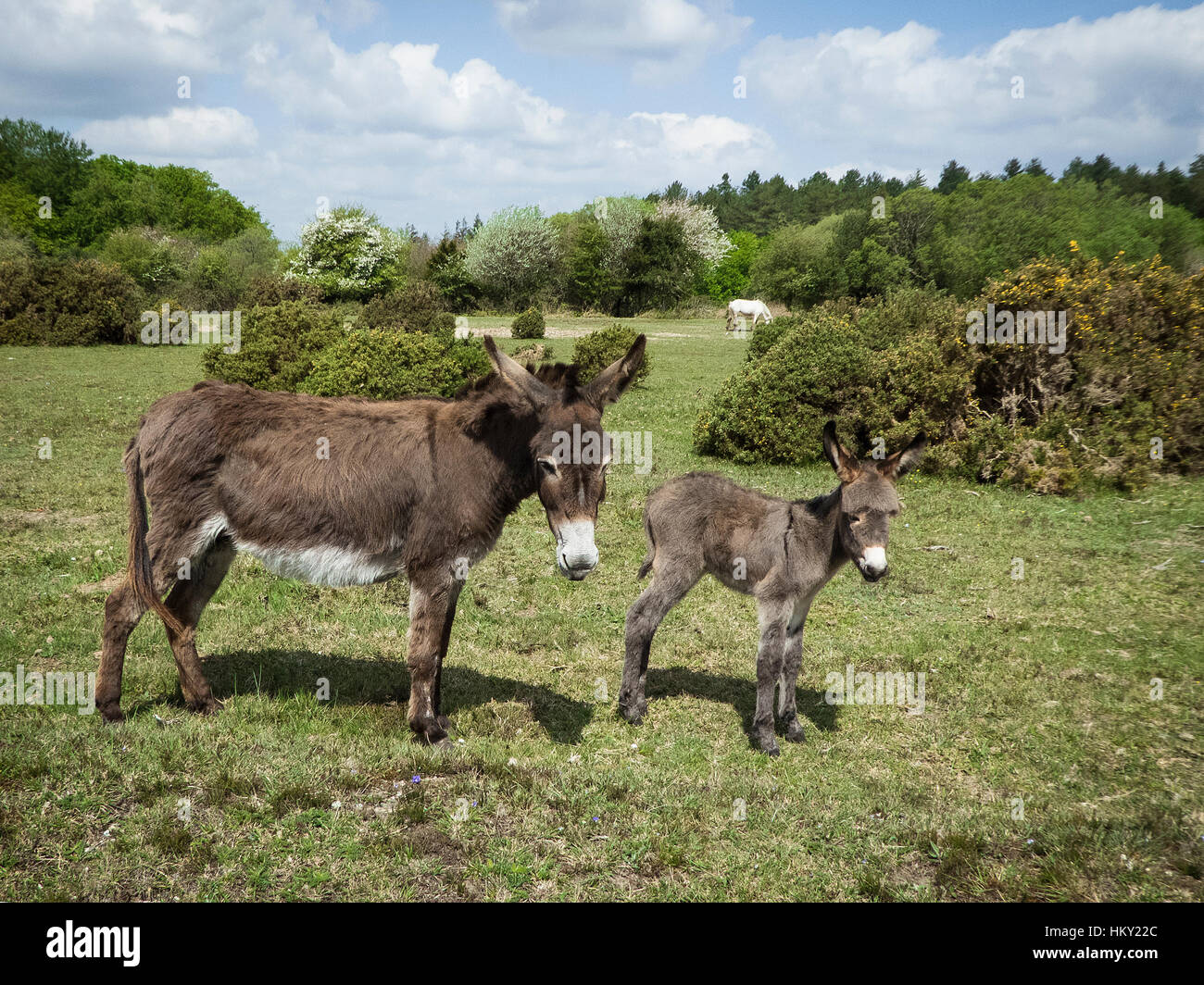 weiblicher-esel-fotos-und-bildmaterial-in-hoher-aufl-sung-alamy
