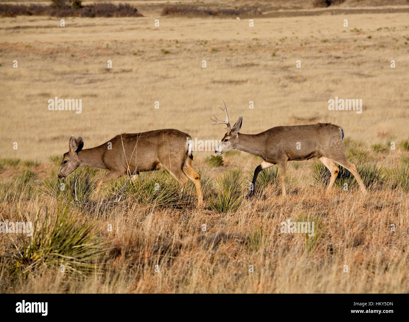 Maultierhirsche Doe und Buck Wandern in hohe Gräser Stockfoto