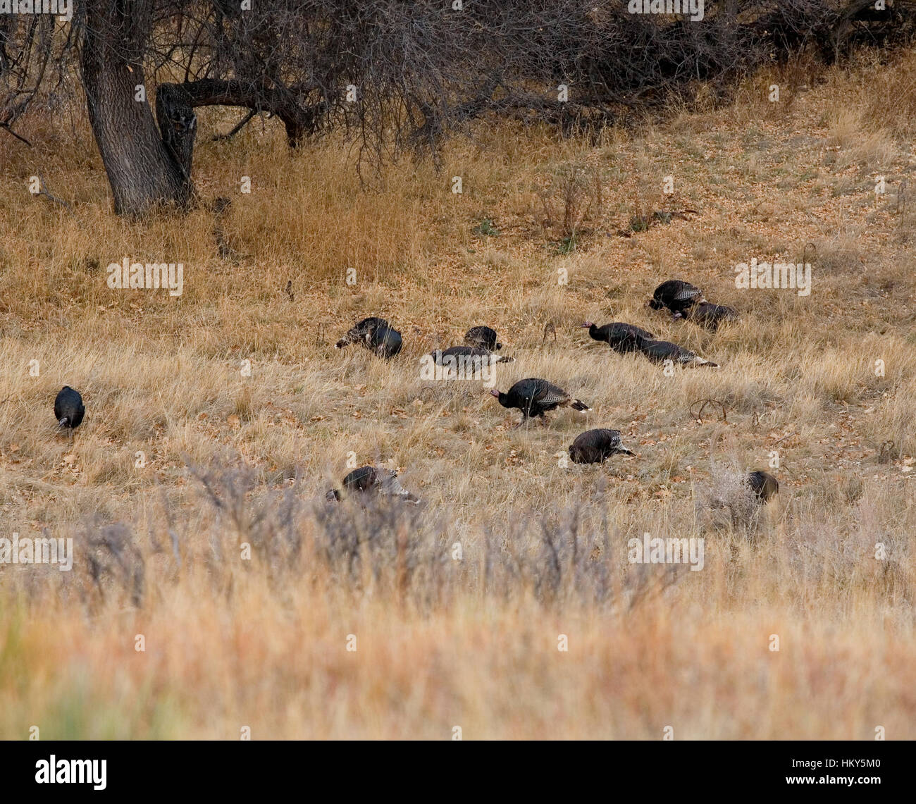 Herde von wilde Truthähne auf der Suche nach Nahrung in den Herbst Rasen Stockfoto